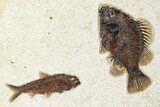 Multiple Fossil Fish (Cockerellites & Knightia) - Wyoming #370875-2